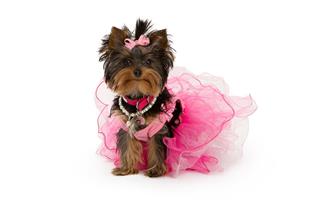 Yorkshire Terrier Dog Wearing Pink Tutu