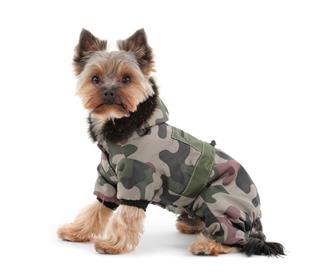 Yorkshire Terrier With Winter Jacket
