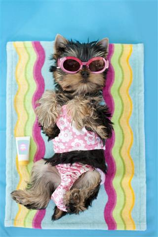 Yorkie Wearing Swim Suit And Sunglasses