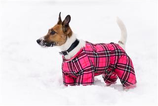 Winter Doggy Fashion