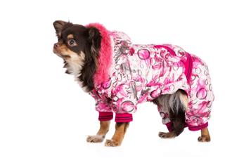 Chihuahua Dog In Winter Costume