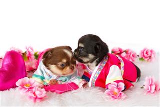 Cute Chihuahua Puppy