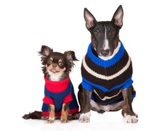 Two Dogs In Sweaters