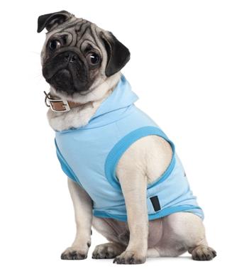 Pug Puppy Dressed In Blue Hoodie