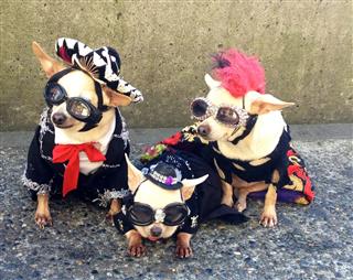 Fashionable Dogs