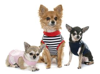 Group Of Chihuahua