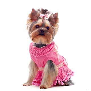 Cute Yorkshire Terrier In Pink Dress