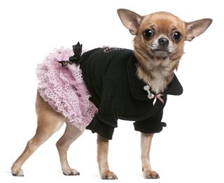 Chihuahua Dressed In Pink And Black