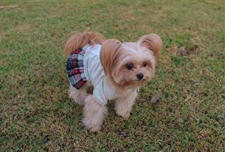 Dog With Cute Outfit
