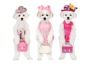 Bichon Frise Puppies With Hats
