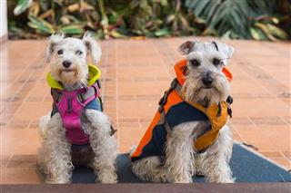 Poodle And Schnauzer Dogs Wearing Coats