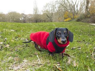 Miniature Smooth Haired Dachshund On Grass