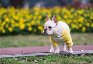French Bulldog In Outdoor Grass