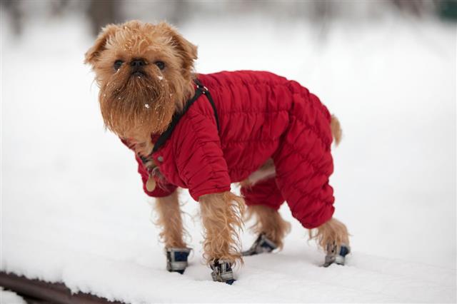 Dog On A Winter Walk