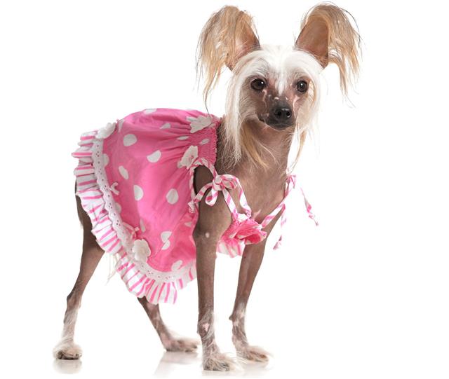 Cute Chinese Crested Dog