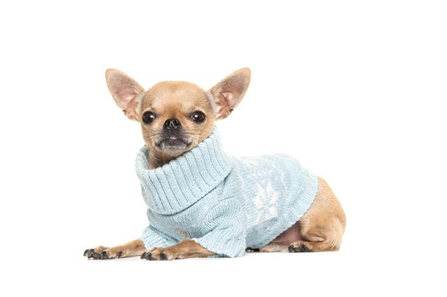 Cute Chihuahua Puppy Lying