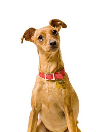 Miniature Pinscher Isolated On White