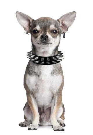Portrait Of Chihuahua With Face Piercings