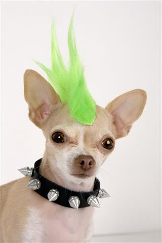 Chihuahua With A Green Punk Hair