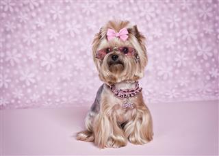 Yorkshire Terrier Dog In Shades