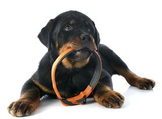 Rottweiler Puppy Holding Collar In Mouth