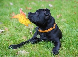 Young Staffordshire Bull Terrier