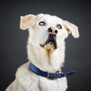 Portrait Of A Mixed Breed Dog