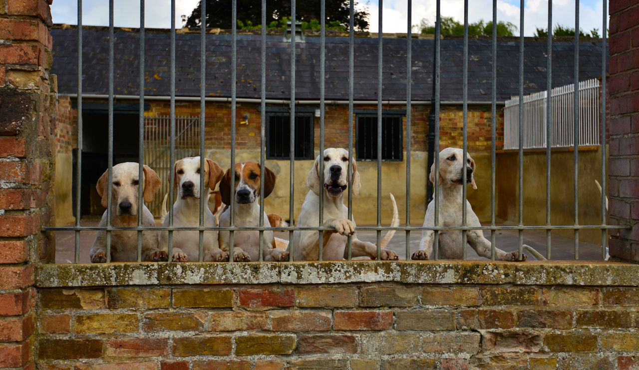 Types of Hound Dogs