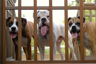 Boxer Dogs Behind A Gate