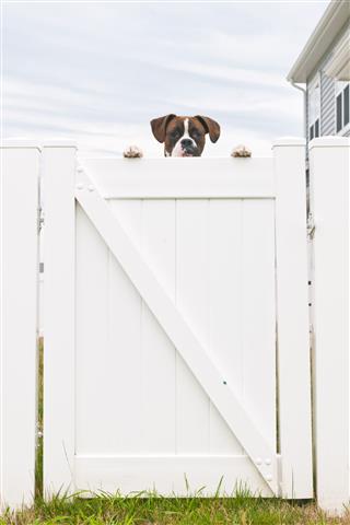 Sad Boxer Peeking Over Yard Gate