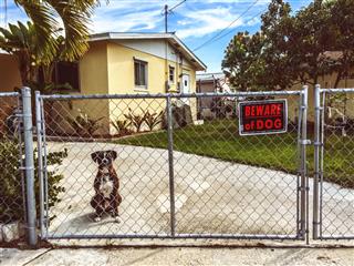 Dog Sitting Behind A Fence