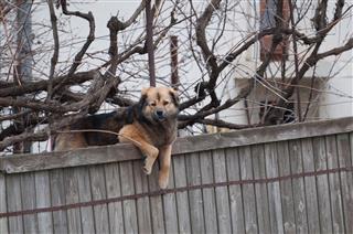 One Dog Jumping Over A Fence