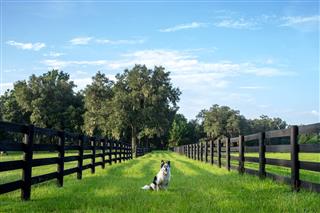 Dog Between Pastures On Farm