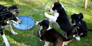 Puppies Watching Mother Play Frisbee