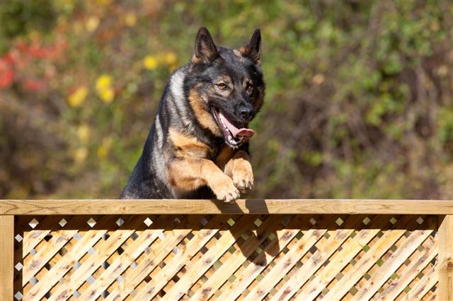 German Shepherd Police Dog Training