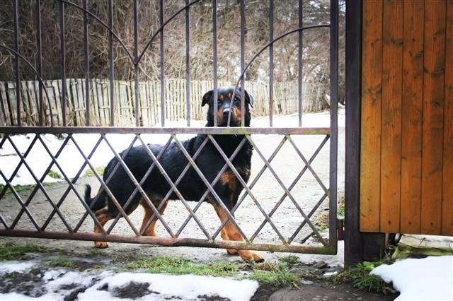 Rottweiler Behind The Fence