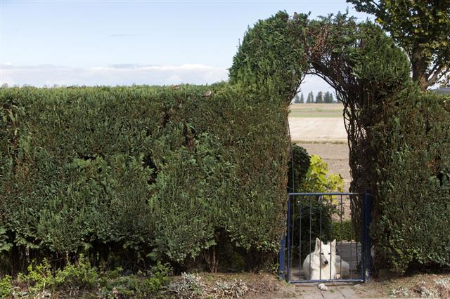 Conifer Hedge And A White Dog