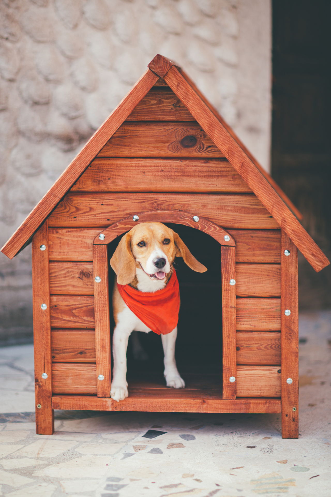 A Visual Guide on How to Build a Dog House in 8 Simple 