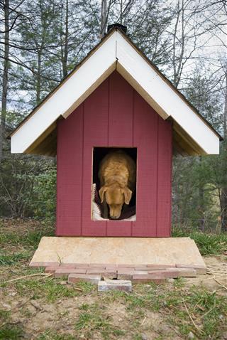 Dog Inside Red Frame Doghouse