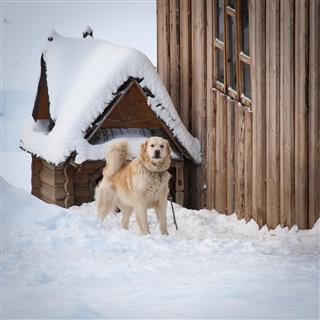 Sheepdog In Front Of Kennel