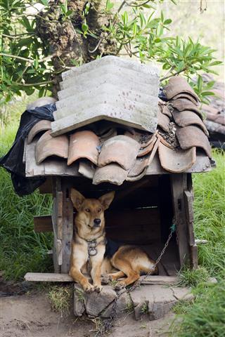 Dog In Doghouse