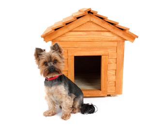 Dogs House And Small Dog