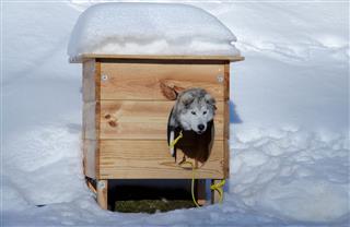 Husky In A A Kennel
