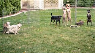 Shelter Dogs In Wire Cage Kennel