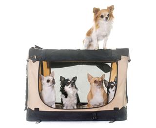Chihuahuas In Transport Kennel