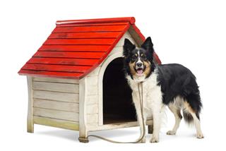 Border Collie Tied To A Kennel