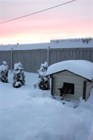 Doghouse Dog And Winter Sunset