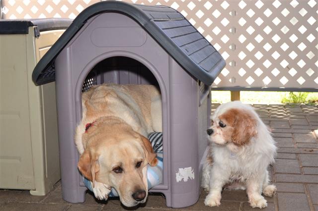 Two Dogs And One Kennel