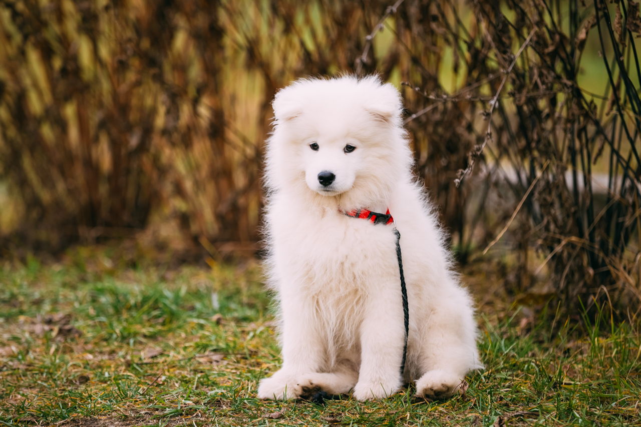 Samoyed Puppy Growth Chart