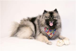 Female Keeshond With Scarf And Bone
